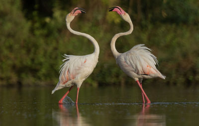 Birds in a lake