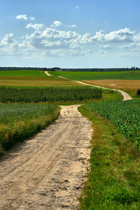 A winding road all the way to the horizon in the midst of poland's summer countryside.