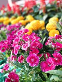 Close-up of flowers blooming outdoors