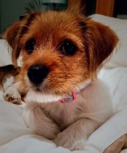 Close-up portrait of dog relaxing on bed at home