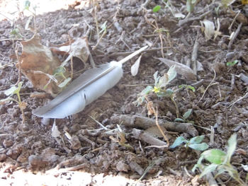 Close-up of broken feather on rocky surface