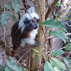 Close-up of cat on branch