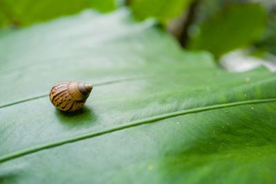 Snail on the lush tropical taro leaf