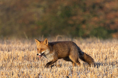 Fox walking on field