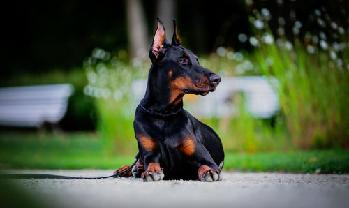 Dobermann looking away on field