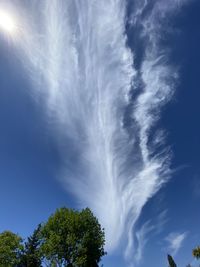 Low angle view of trees against sky