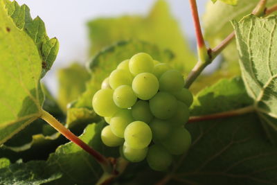 Close-up of berries growing on tree
