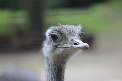 Close-up of a bird looking away