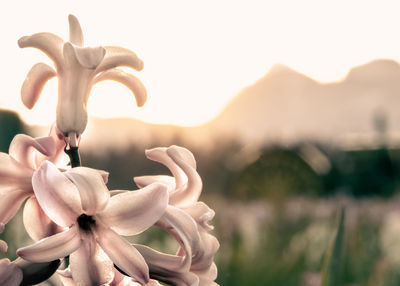 Close-up of flowering plant