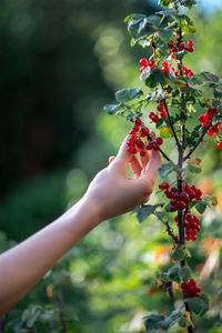 Picking red berries in the garden