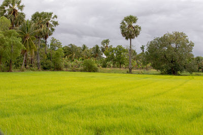 Scenic view of field against sky