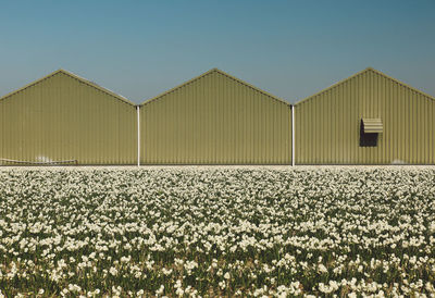 Flowering plants growing by barns against clear sky