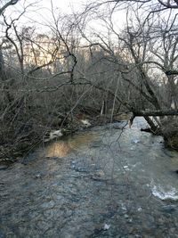 River flowing through bare tree in winter