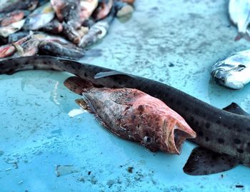 High angle view of fish for sale