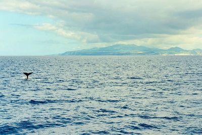 Bird flying over sea