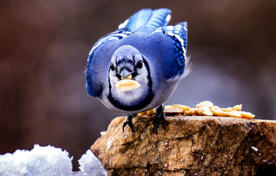 Bluejay gobbles down peanuts found on a rock