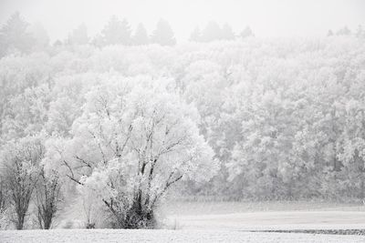 Close-up of fresh snow covered trees