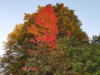 Low angle view of tree against sky