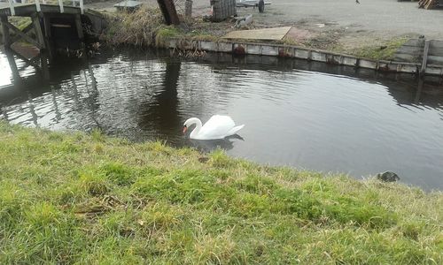 High angle view of swan on lake