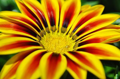 Close-up of yellow flower