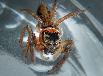 High angle view of spider on table