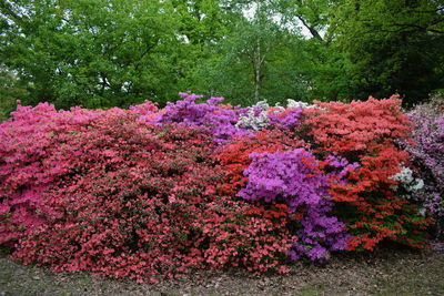 View of flower tree