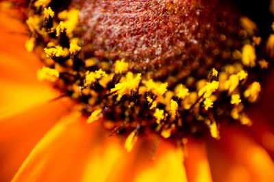 Macro shot of yellow flower