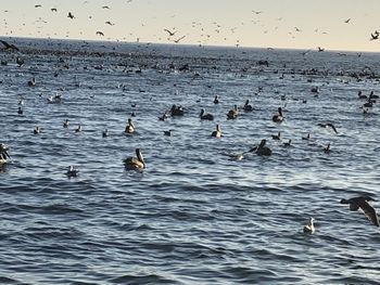 Flock of seagulls flying over sea