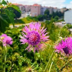 Close-up of purple flowering plant on field