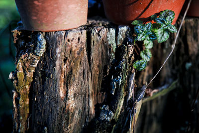 Plant growing on wood