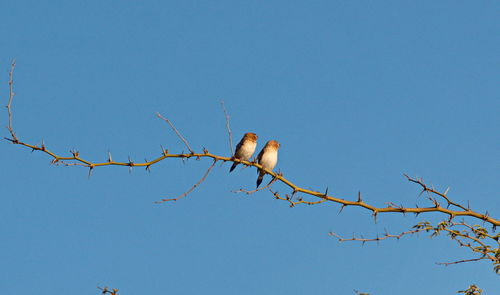 Low angle view of bird perching on branch against blue sky