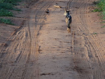 High angle view of horse running