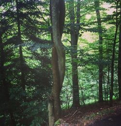 View of trees in forest