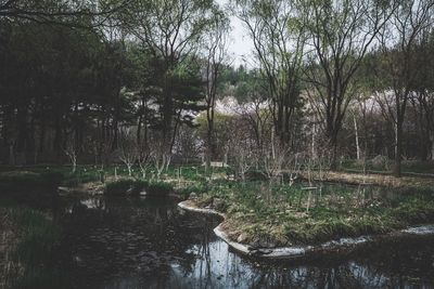 Scenic view of waterfall in forest