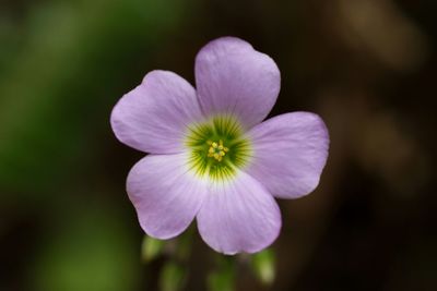 Close-up of pink flower blooming outdoors