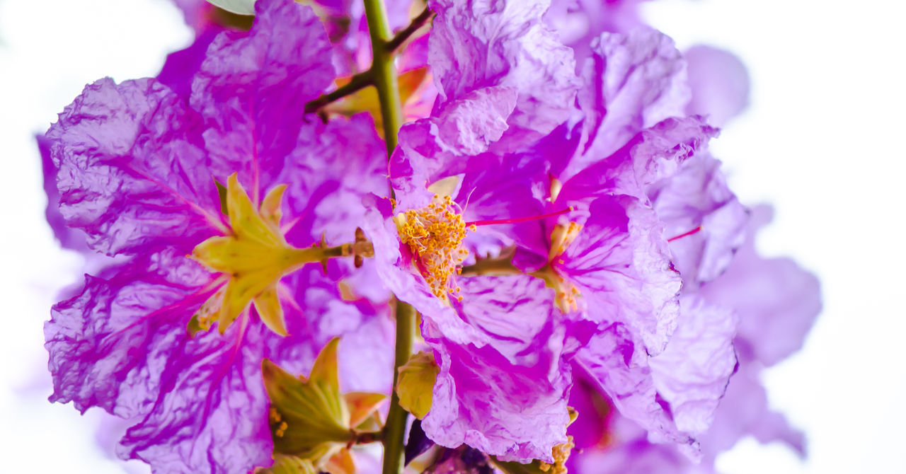 CLOSE-UP OF PURPLE FLOWERING PLANTS