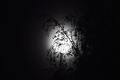 Low angle view of silhouette tree against sky at night