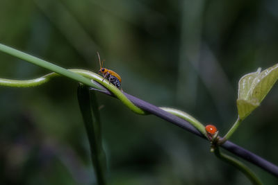 Close-up of insect on plant