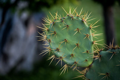 Close-up of prickly pear cactus