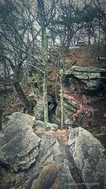 Bare trees on rock