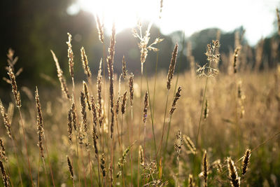 Close-up of stalks on field against sky on sunny day