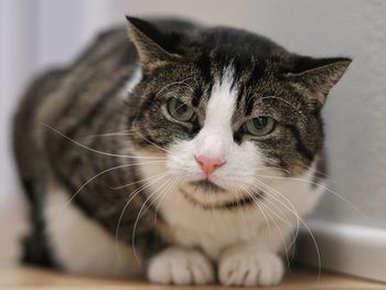 Close-up portrait of a cat