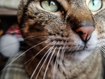Close-up of cat