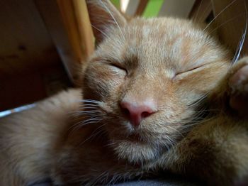 Close-up of cat sleeping