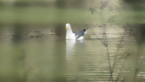 Swan swimming in lake