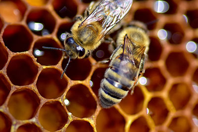 Close-up of bee 