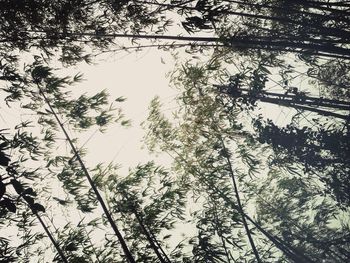 Low angle view of trees against sky