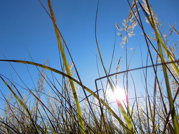 Low angle view of plants against blue sky