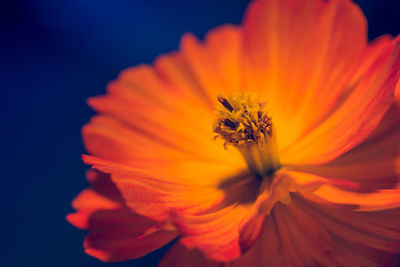 Close-up of orange flower blooming outdoors