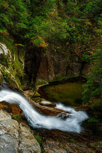 Scenic view of waterfall in forest